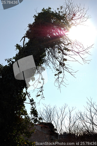 Image of sunlight shining through branches