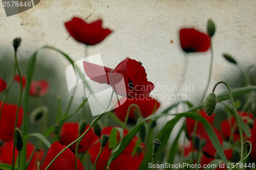 Image of poppy flowers on stained paper