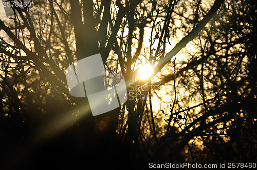 Image of sun beam shining through trees