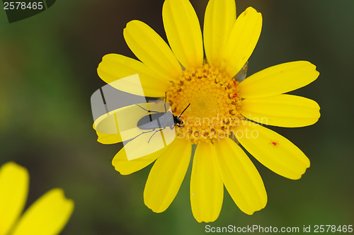 Image of beetle on flower