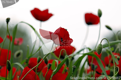 Image of red poppy flowers