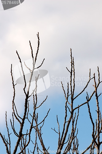 Image of leafless branches silhouette