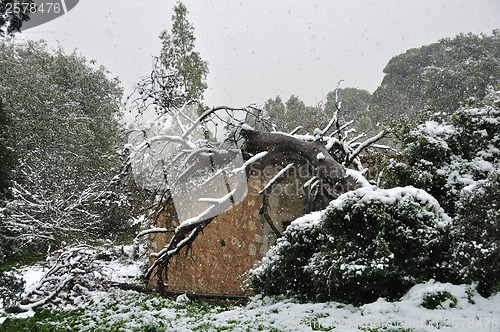 Image of fallen tree in snow storm