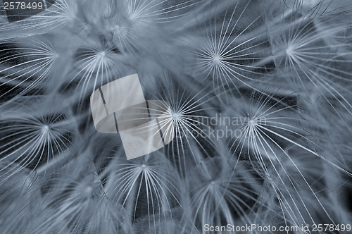 Image of dandelion abstraction