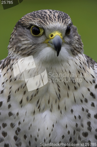 Image of Saker falcon