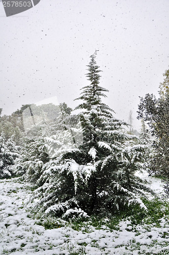 Image of fir tree snowfall