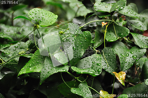 Image of ivy leaf with raindrops