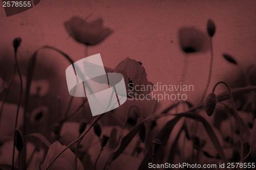 Image of sepia poppy flowers on stained paper