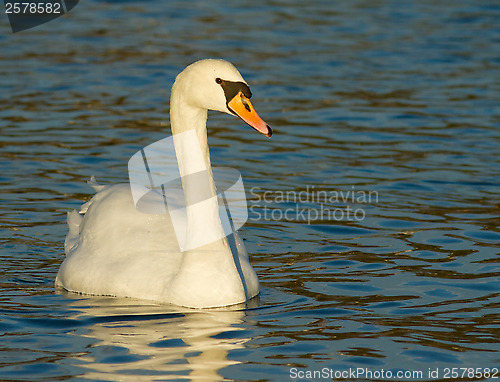 Image of Muted Swan