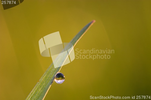 Image of Dew drop