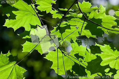 Image of Leaves background