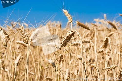 Image of Wheat field