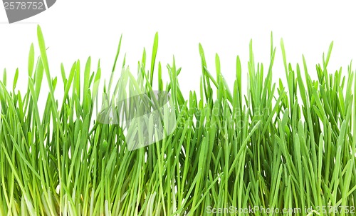 Image of Green grass