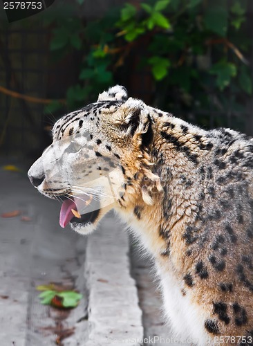 Image of Snow Leopard