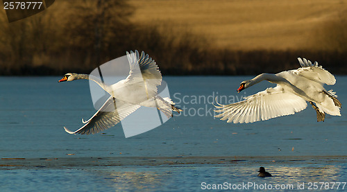 Image of Muted Swan in flight