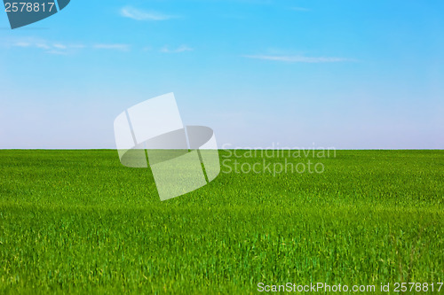 Image of Green plain field