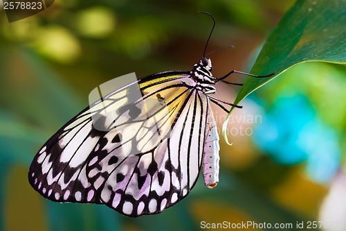 Image of Butterfly