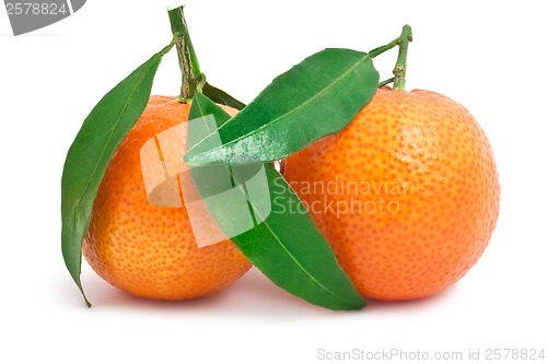 Image of Tangerines