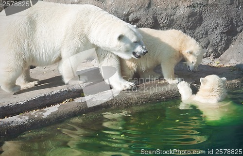 Image of Polar bears