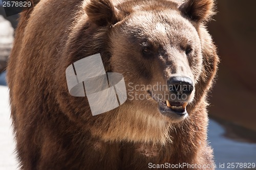 Image of Bear