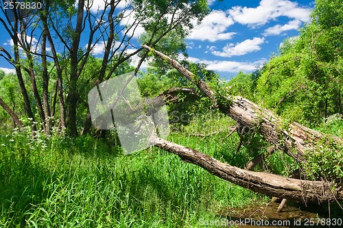 Image of Summer landscape