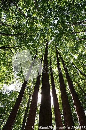 Image of Green forest