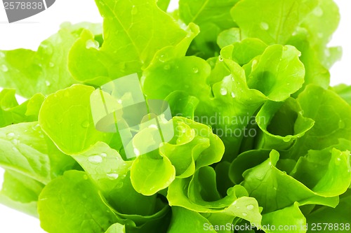 Image of Lettuce