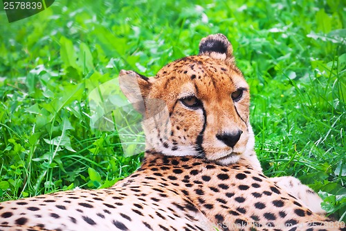 Image of Cheetah