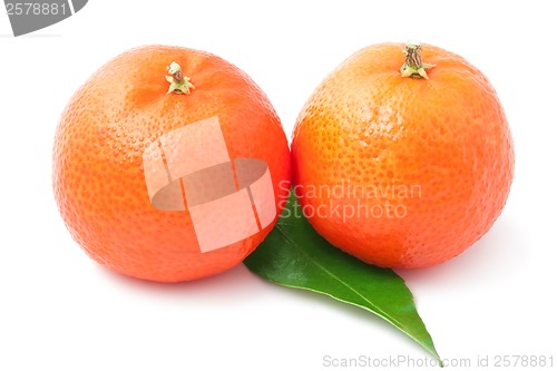 Image of Tangerines