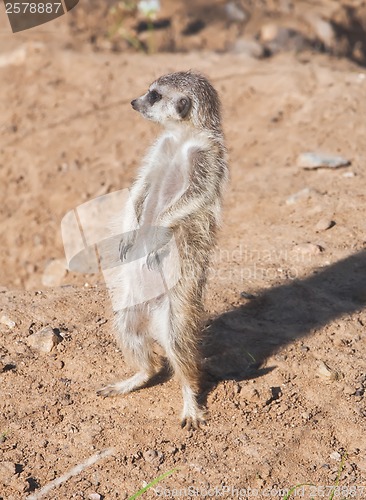 Image of Meerkat