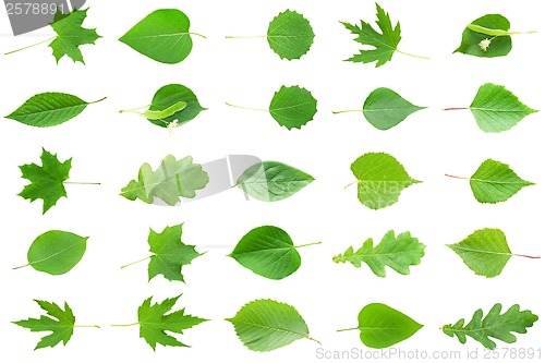 Image of Green Leaves