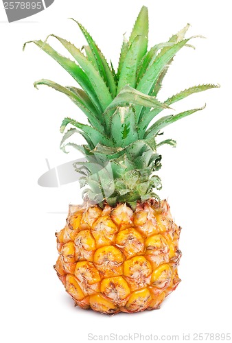 Image of Pineapple