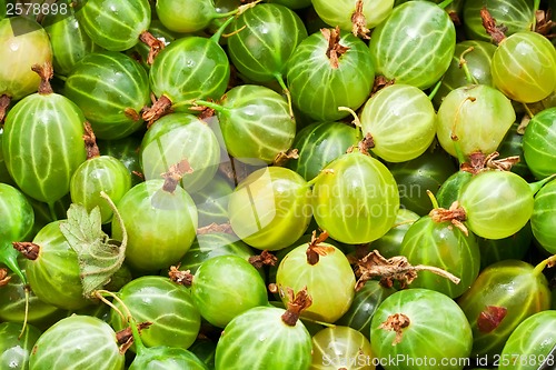 Image of Gooseberries