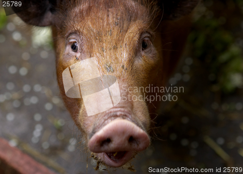 Image of Piglet