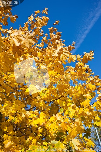 Image of Autumn