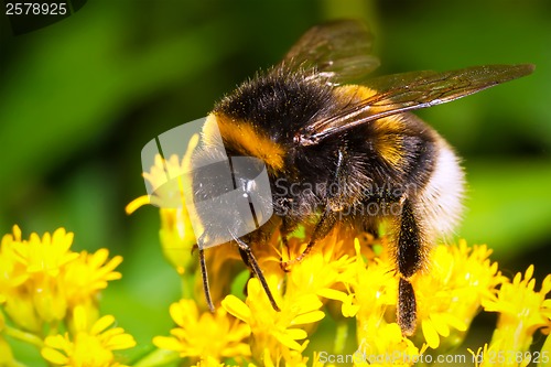 Image of Bumblebee