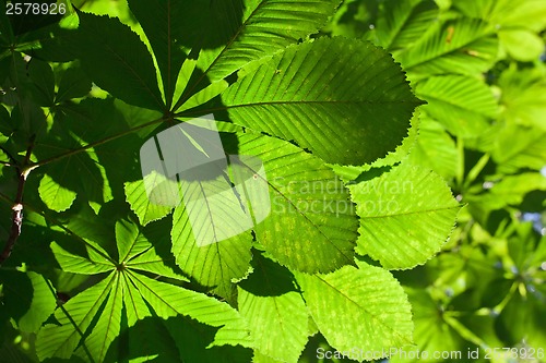 Image of Leaves background