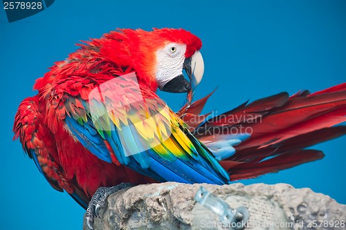 Image of Ara parrot