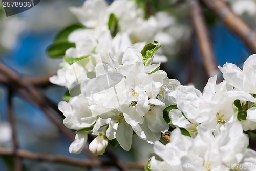 Image of Apple flowers