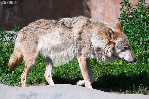 Image of Wolf