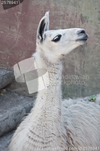 Image of Llama