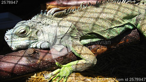 Image of green big iguana in zoo