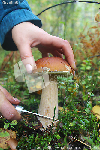 Image of hand with knife cutting off cep in the forest