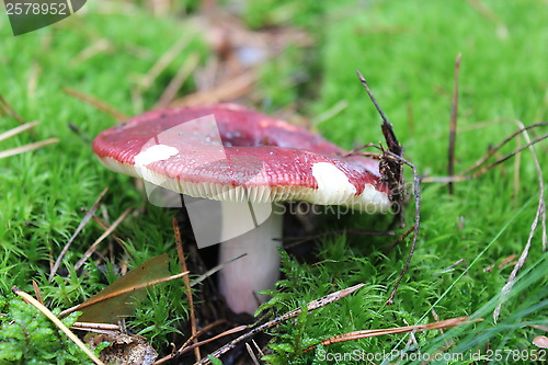 Image of Beautiful mushroom of russula