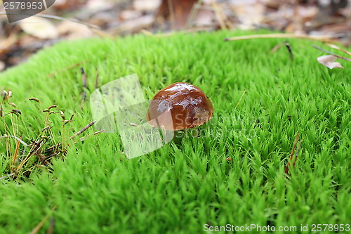Image of mushroom with brown cap in the moss