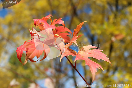 Image of red leaves hanging on the tree