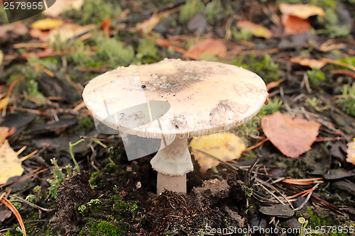Image of inedible mushroom of toadstool