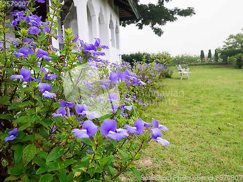 Image of bazilian Snapdragon, blue Hawaii, Otacanthus caeruleus Lindl., S