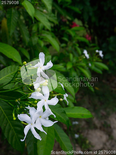 Image of jasminum sambac,  sampaguita jasmine