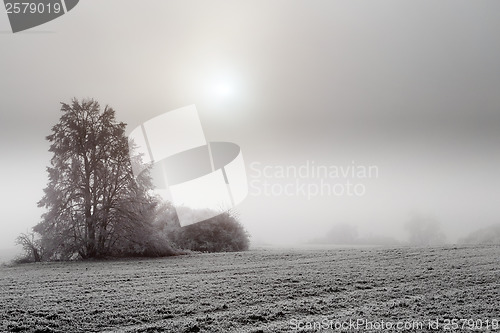 Image of sunny frozen misty landscape